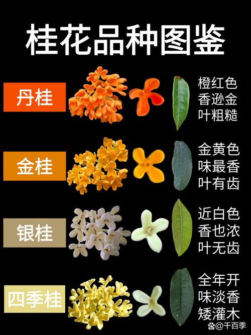 最好桂花树是哪个品种?金桂、丹桂、四季桂六维对比,帮你一眼选对 最好桂花树是哪个品种?金桂、丹桂、四季桂六维对比,帮你一眼选对