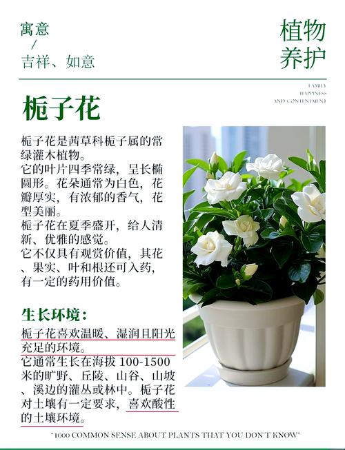 栀子花怎么养?掌握这6个养护要点,花开满枝头 光照:散射光充足、避免暴晒,是栀子花健康生长的光照条件