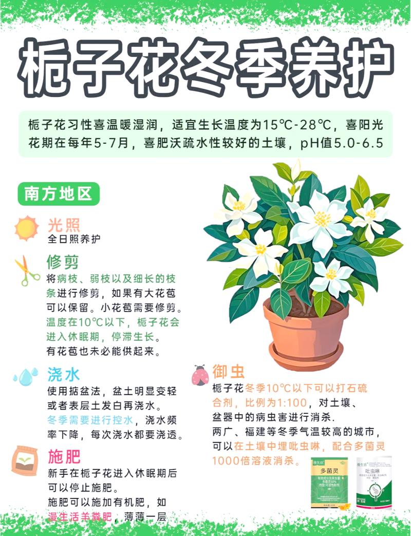 栀子花怎么养?掌握这6个养护要点,花开满枝头 越冬越夏:冬季防寒、夏季遮阴,是栀子花安全过度的保障