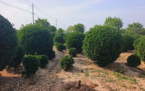 黄杨木在园林工程中的四大核心用途与规格执行标准
