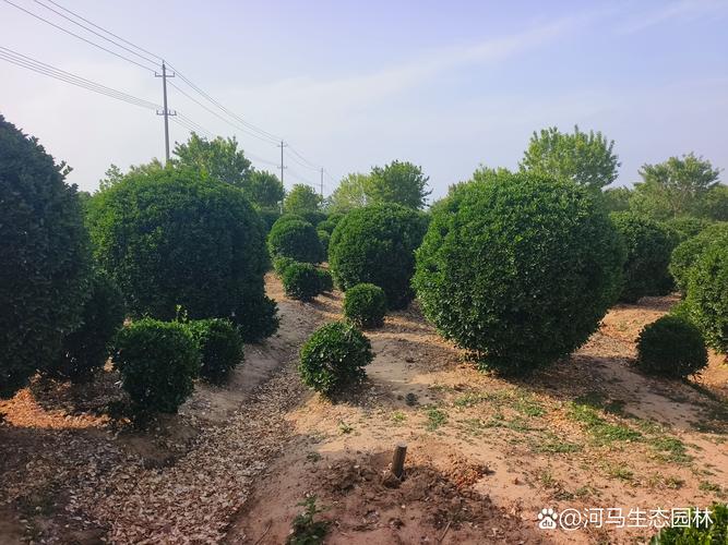 黄杨木在园林工程中的四大核心用途与规格执行标准 工程栽植与养护执行要点