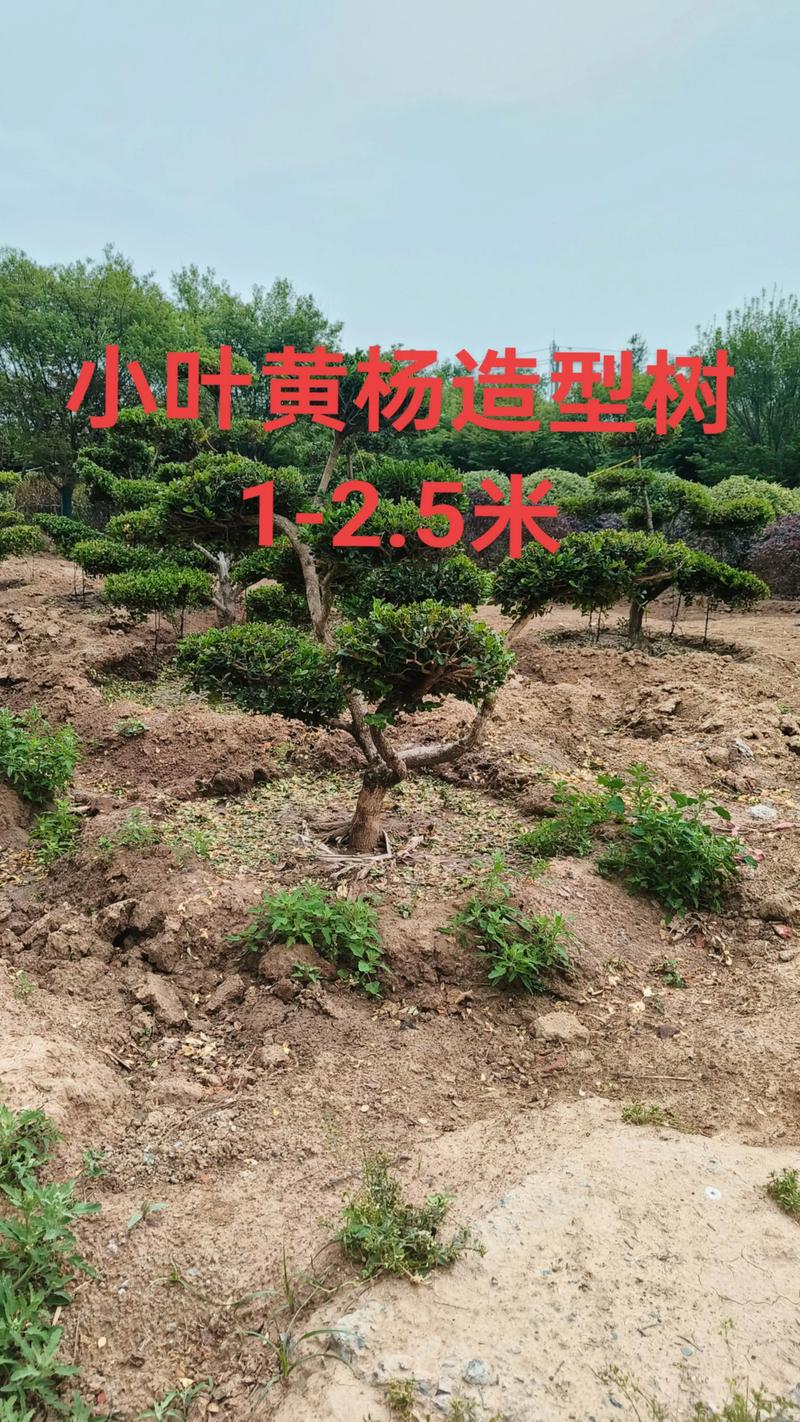 黄杨木在园林工程中的四大核心用途与规格执行标准 核心规格指标速查