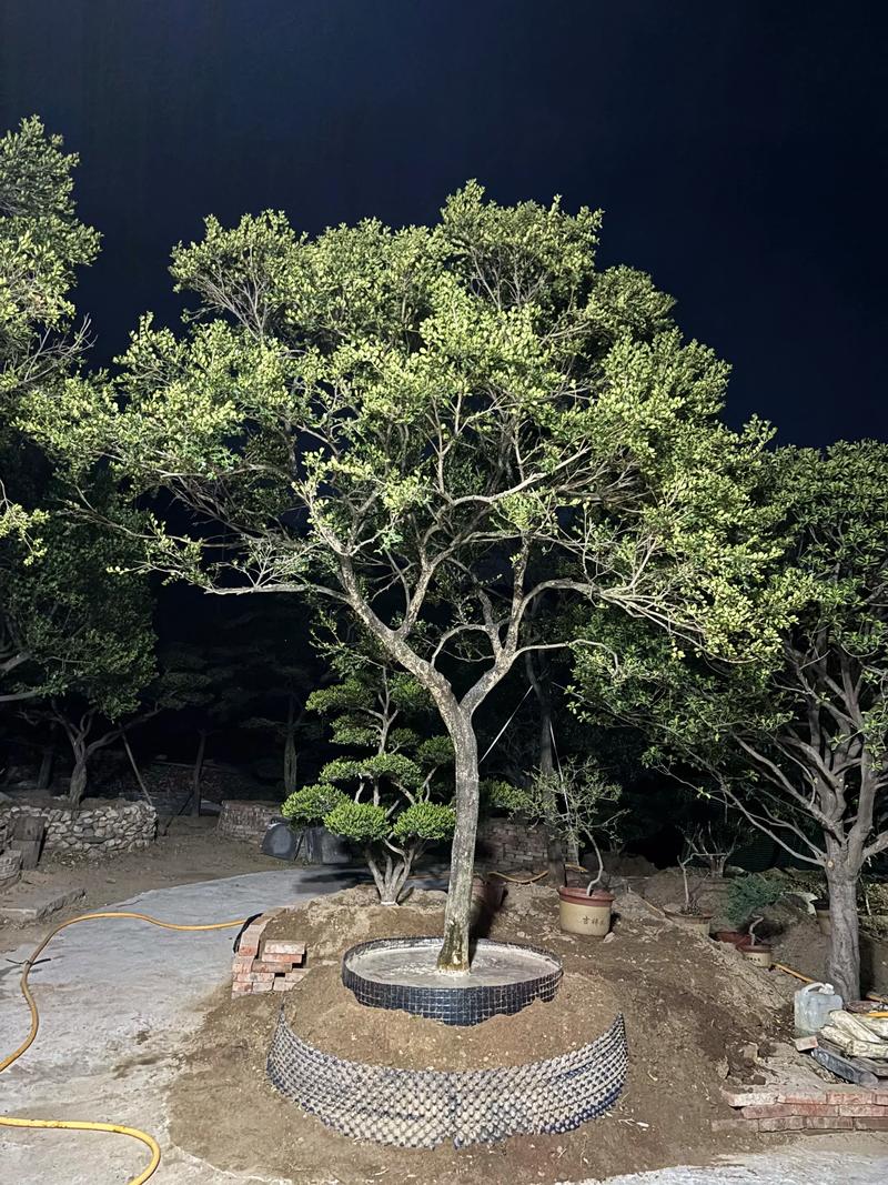 黄杨木在园林工程中的四大核心用途与规格执行标准 施工与养护中须避开的偏差