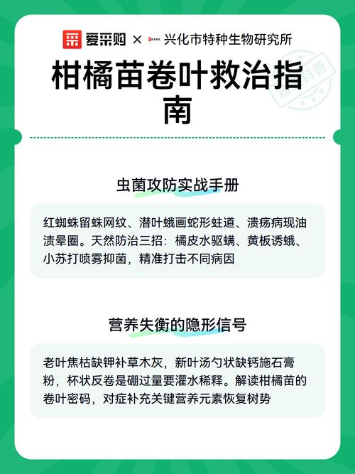 柑橘幼苗卷叶怎么办?原因判断与5步快速恢复方案 采购时根系质量直接决定幼苗抗逆性,嫁接口愈合不良是卷叶的隐性元凶