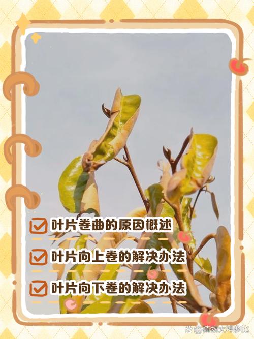 柑橘幼苗卷叶怎么办?原因判断与5步快速恢复方案 卷叶伴随叶片背面有红蜘蛛或黄斑,是病虫害导致的卷叶,需立即用药