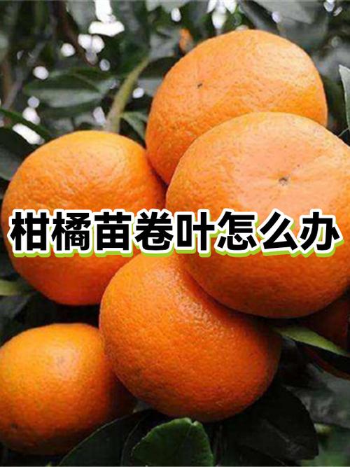 柑橘幼苗卷叶怎么办?原因判断与5步快速恢复方案 条施硫酸钾钙肥可显著缓解卷叶,施肥后7天内叶片应恢复舒展