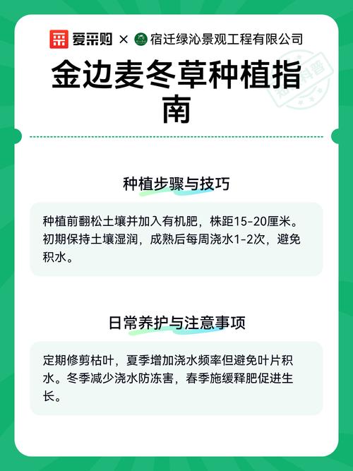 哪里有卖麦冬草?专业采购渠道指南与种植要点 四、规格测量与根系健康评估