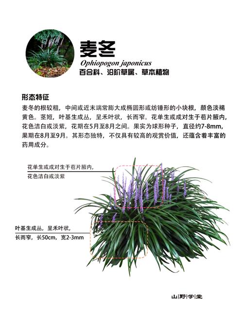哪里有卖麦冬草?专业采购渠道指南与种植要点 五、运输装车与检疫合规