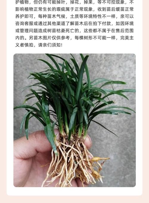 哪里有卖麦冬草?专业采购渠道指南与种植要点 七、麦冬草种植养护关键