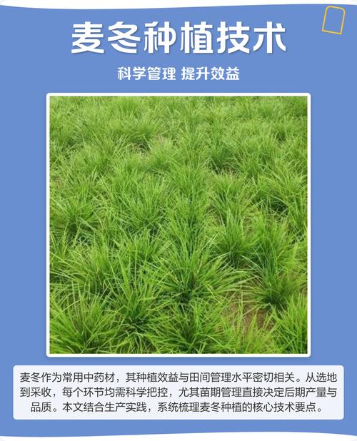 哪里有卖麦冬草?专业采购渠道指南与种植要点 八、FAQ