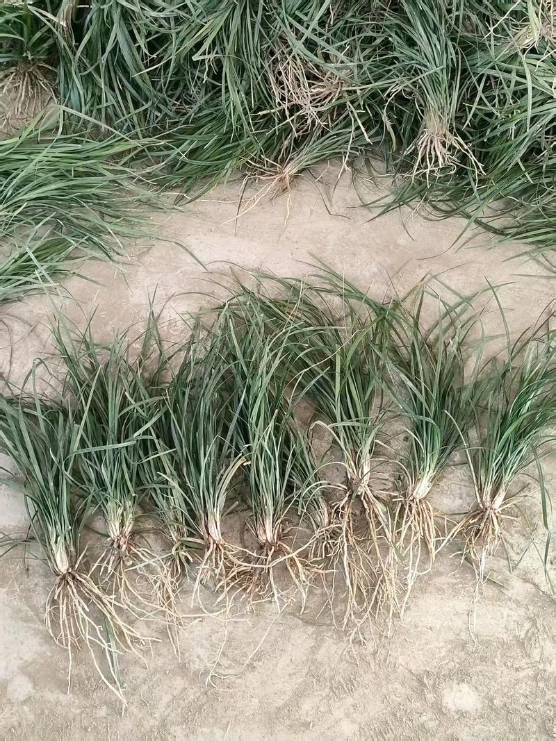 哪里有卖麦冬草?专业采购渠道指南与种植要点 总结