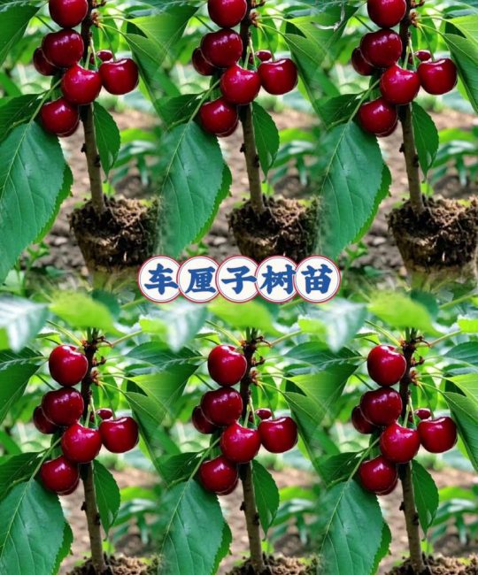 美国车厘子树苗采购渠道验证指南：如何科学识别优质供应商与规避购苗风险
