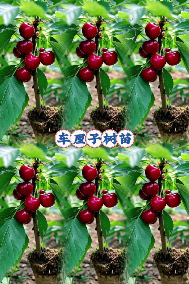 美国车厘子树苗采购渠道验证指南:如何科学识别优质供应商与规避购苗风险 美国车厘子树苗采购渠道验证指南:如何科学识别优质供应商与规避购苗风险