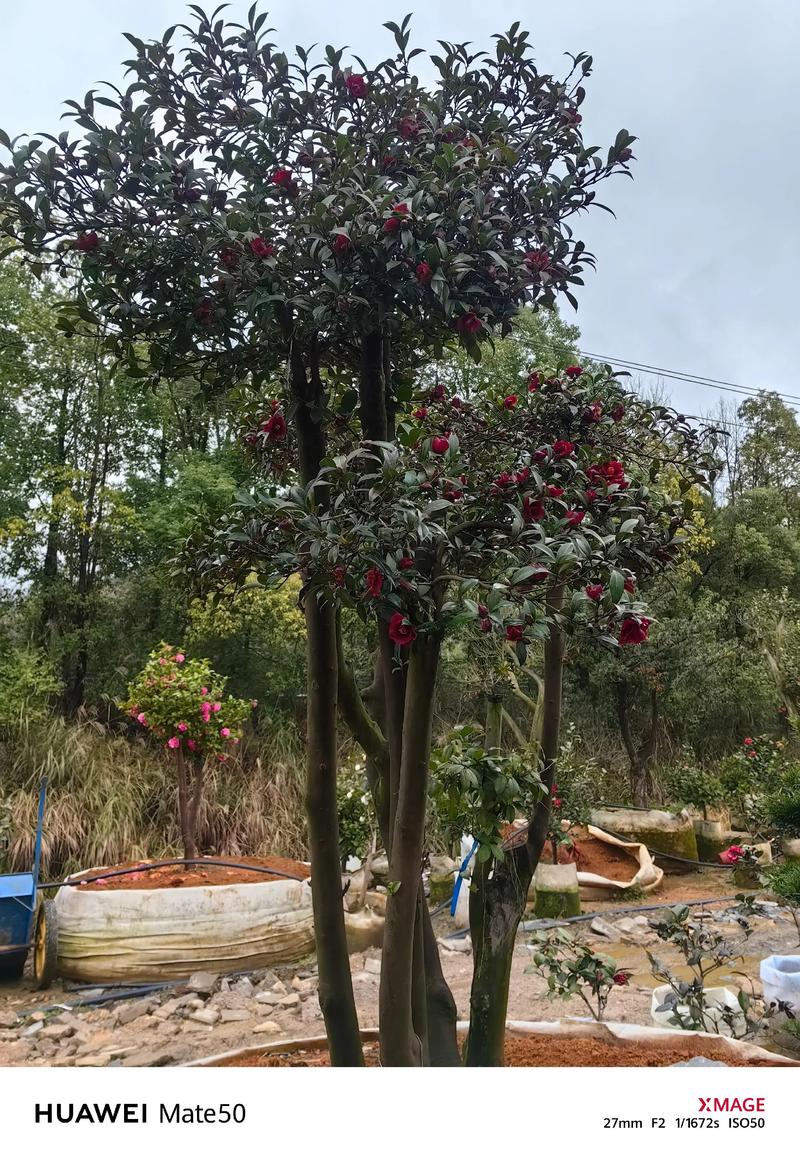 大门两侧栽茶花树好吗?庭院门庭对称种植全攻略与养护指南 光照与水肥精准方案