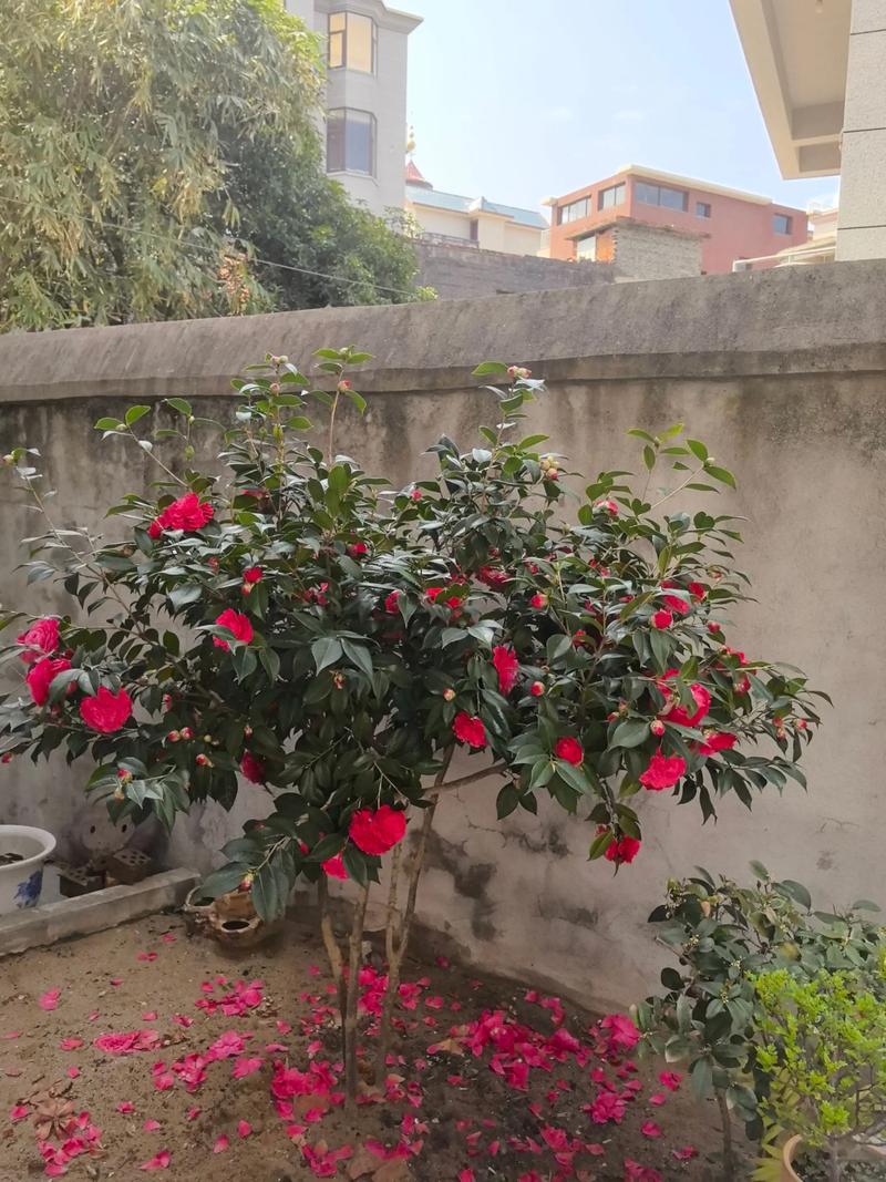 大门两侧栽茶花树好吗?庭院门庭对称种植全攻略与养护指南 修剪促花系统指导