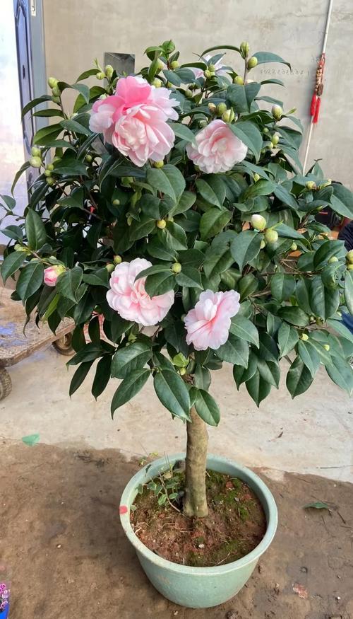 大门两侧栽茶花树好吗?庭院门庭对称种植全攻略与养护指南 越冬与越夏管理
