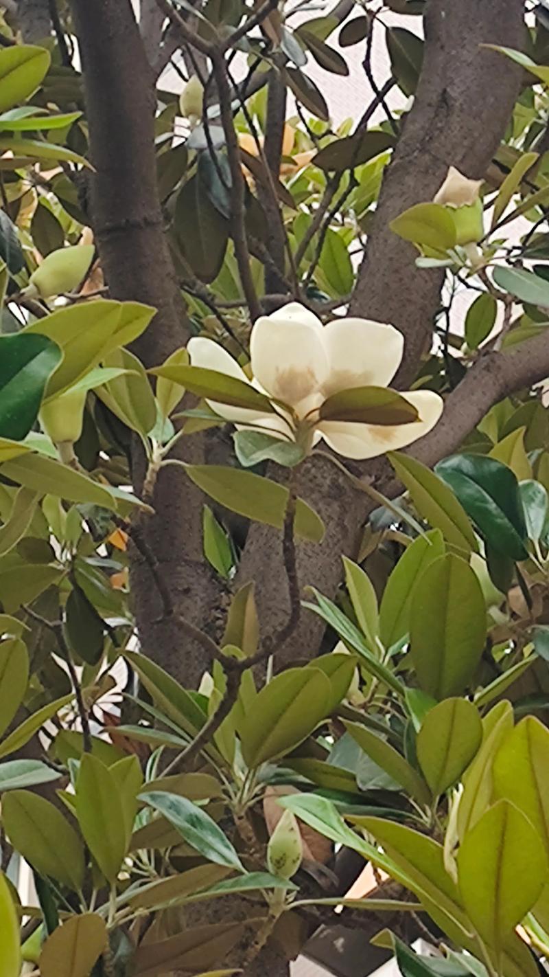 18公分广玉兰树价格 季节:春秋价格低,夏季反季节价高