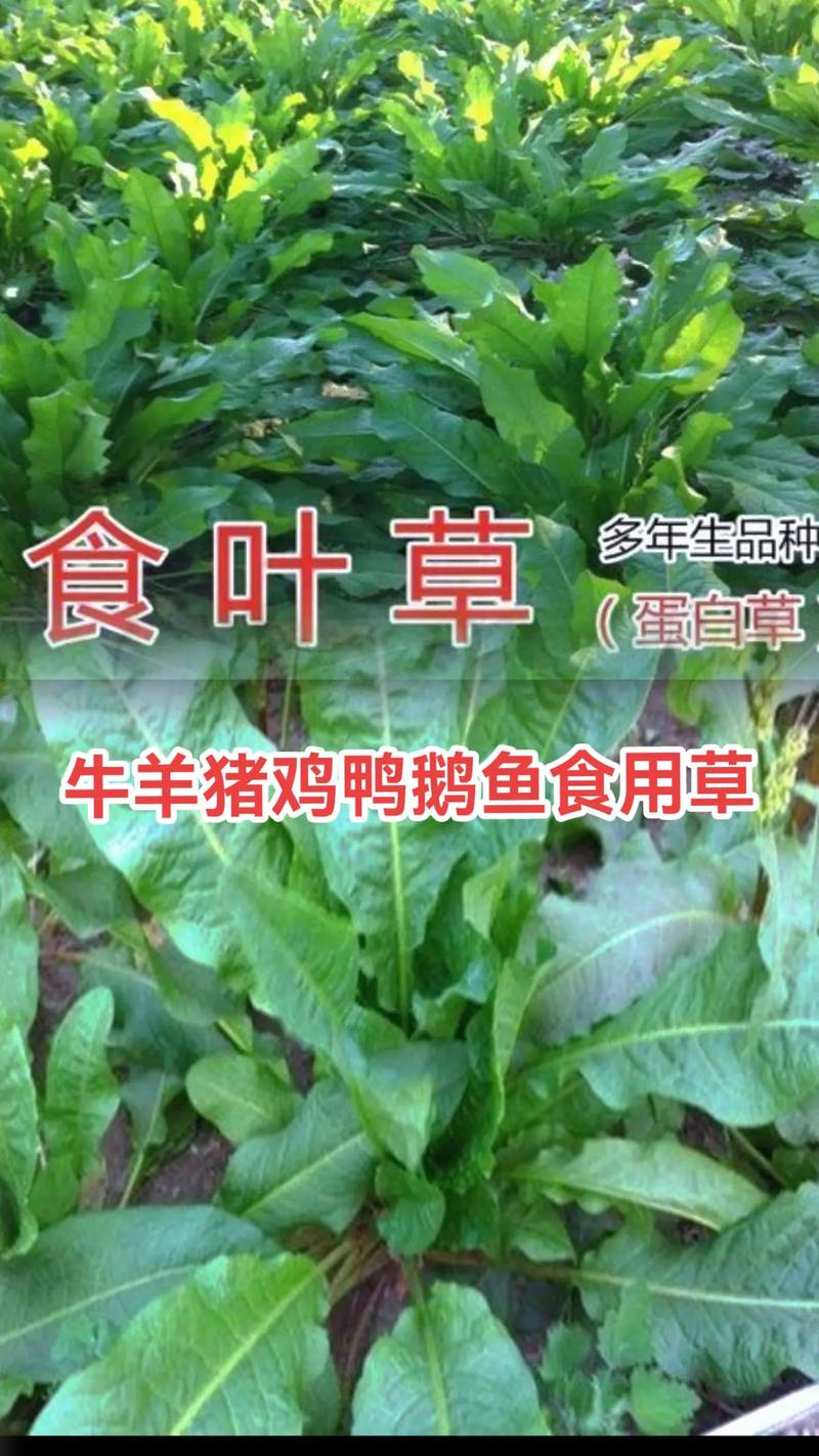 食叶草种子哪里有卖?先别只看“有货”,更要看是否靠谱 二、食叶草种子通常可以从哪些渠道寻找