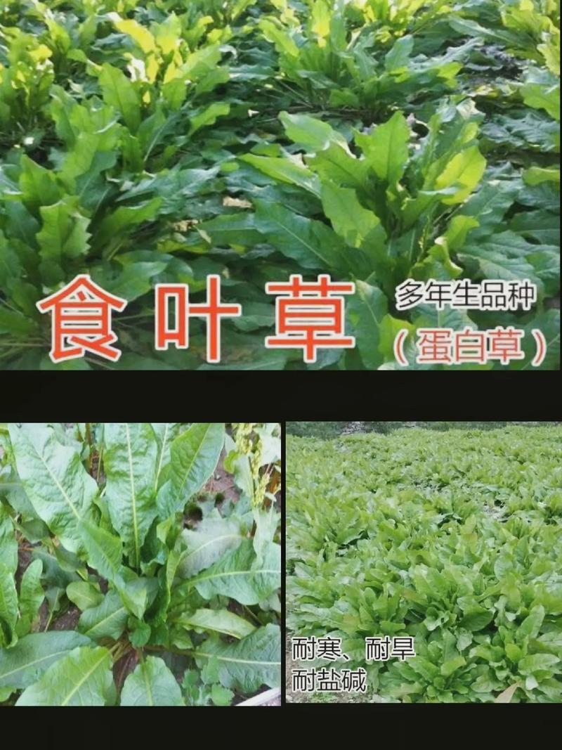 食叶草种子哪里有卖?先别只看“有货”,更要看是否靠谱 三、判断渠道是否靠谱,重点看这5项