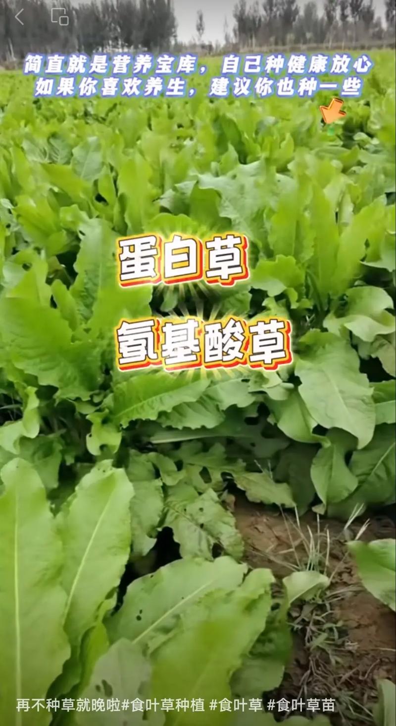 食叶草种子哪里有卖?先别只看“有货”,更要看是否靠谱 四、建议这样做:先小批量试单,再决定是否加量