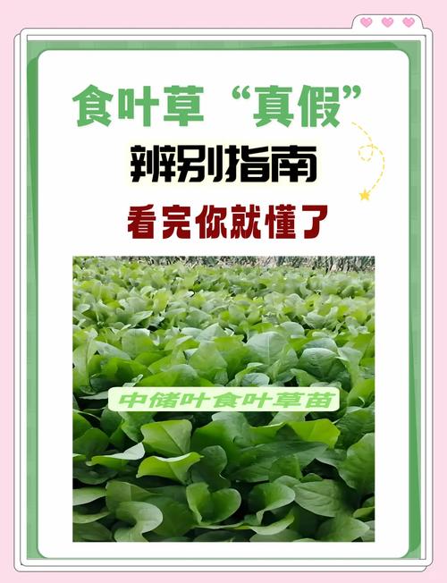 食叶草种子哪里有卖?先别只看“有货”,更要看是否靠谱 五、采购时的简易核查清单