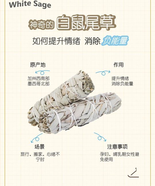 鼠尾草：玄学净化与药用价值的全解析及安全指南