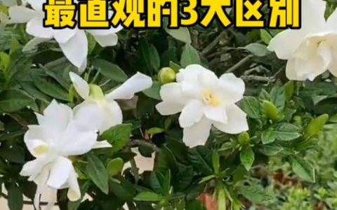 大叶栀子花和小叶栀子花区别：怎么选不踩坑？