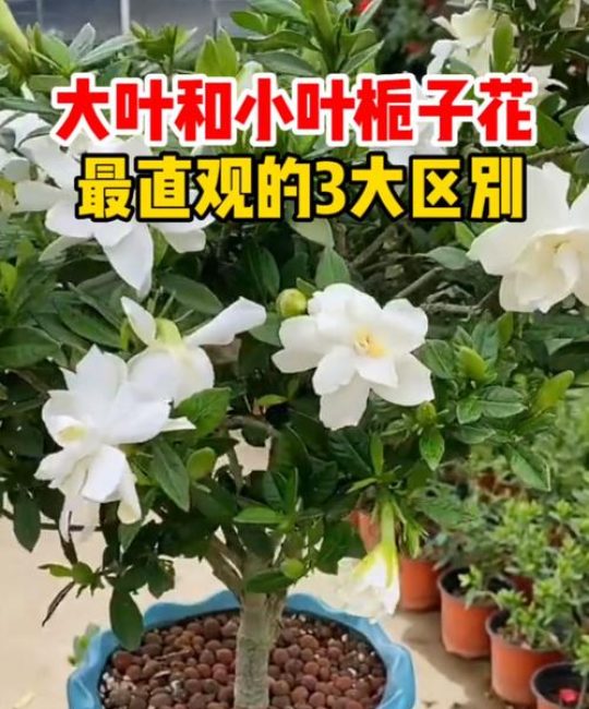 大叶栀子花和小叶栀子花区别：怎么选不踩坑？