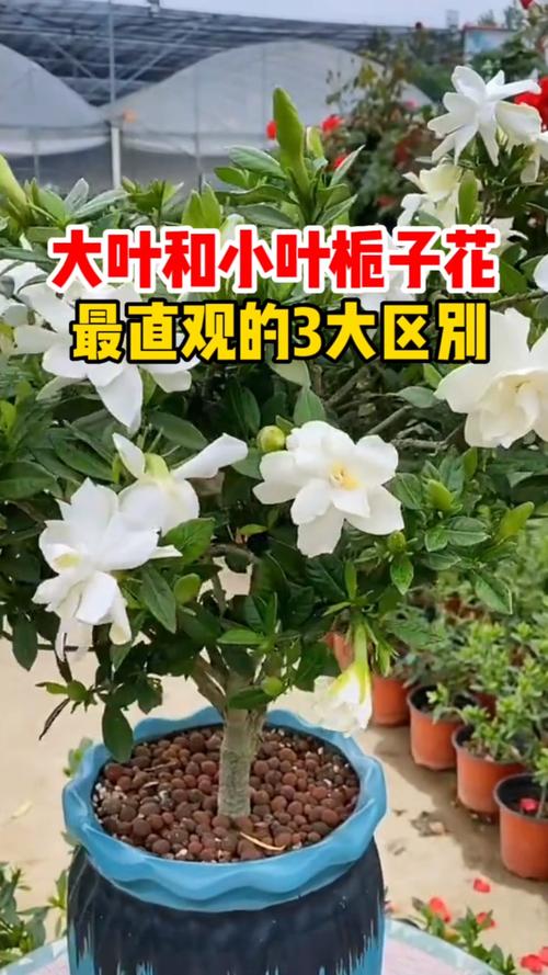 大叶栀子花和小叶栀子花区别:怎么选不踩坑? 大叶栀子花和小叶栀子花区别:怎么选不踩坑?