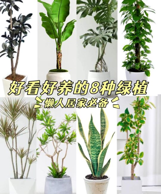 室内适合放什么盆栽树？三种高颜值且易养护的绿植推荐