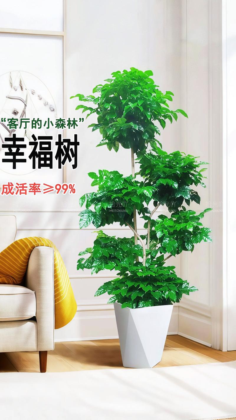 室内适合放什么盆栽树?三种高颜值且易养护的绿植推荐 品种二:发财树(Pachira aquatica,又称马拉巴栗)