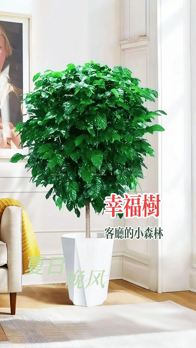 室内适合放什么盆栽树?三种高颜值且易养护的绿植推荐 总结:室内盆栽树选择三原则