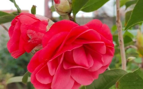 茶花适合室内还是室外养？一文读懂环境选择与四季养护方案