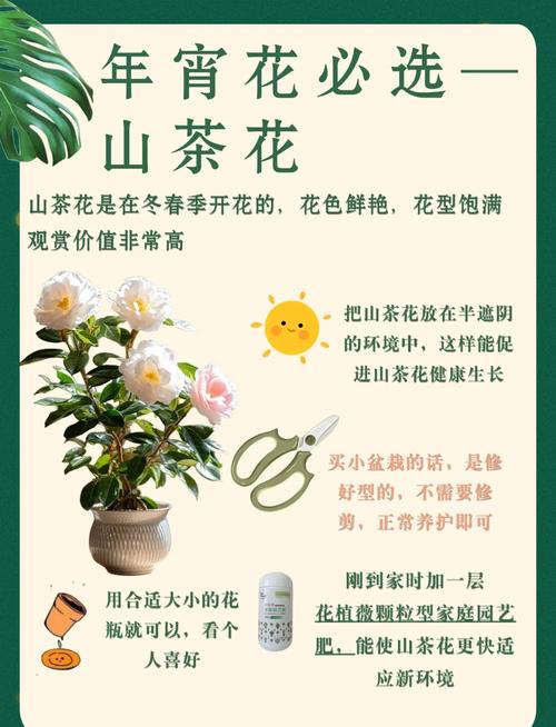 茶花适合室内还是室外养?一文读懂环境选择与四季养护方案 茶花适合盆栽还是地栽?3个判断依据