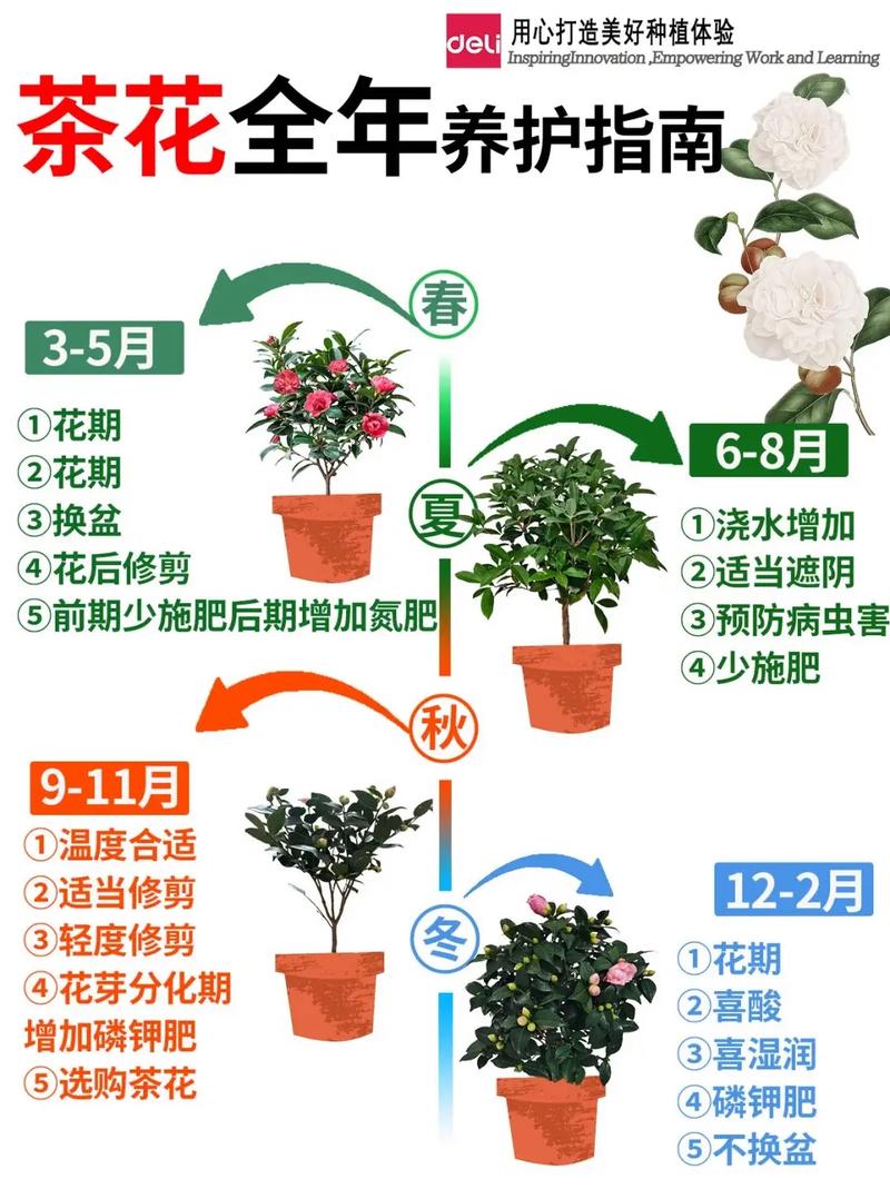 茶花适合室内还是室外养?一文读懂环境选择与四季养护方案 盆栽茶花的室外养护方案