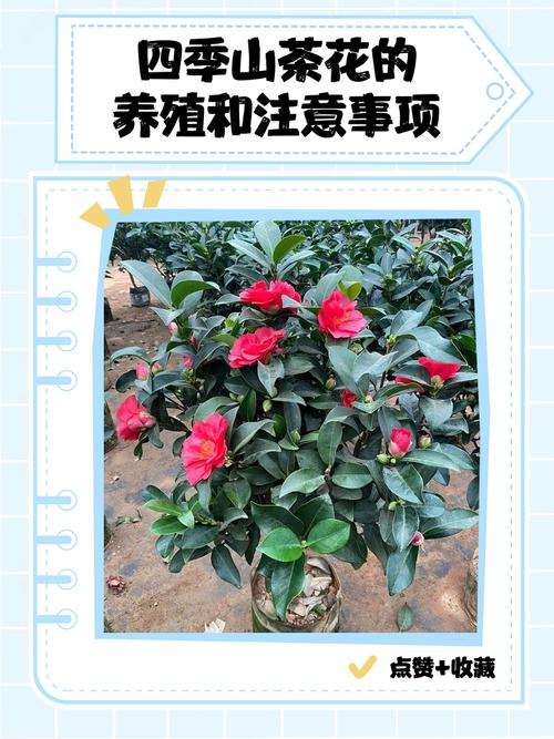 茶花适合室内还是室外养?一文读懂环境选择与四季养护方案 总结