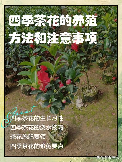 茶花适合室内还是室外养?一文读懂环境选择与四季养护方案 FAQ