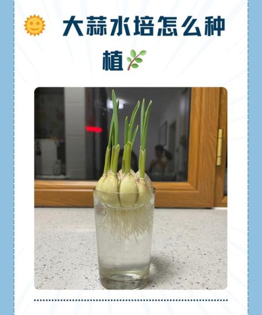 盆栽大蒜怎么种植？从选种到采收的完整技术指南