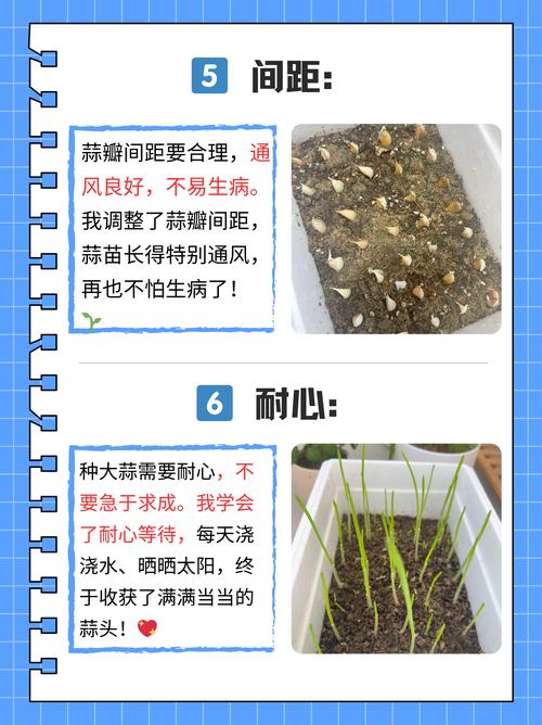 盆栽大蒜怎么种植?从选种到采收的完整技术指南 二、土壤环境