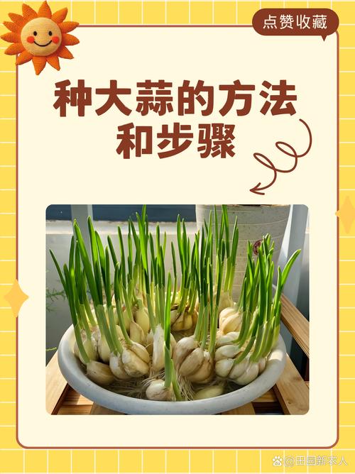 盆栽大蒜怎么种植?从选种到采收的完整技术指南 六、缓苗管理