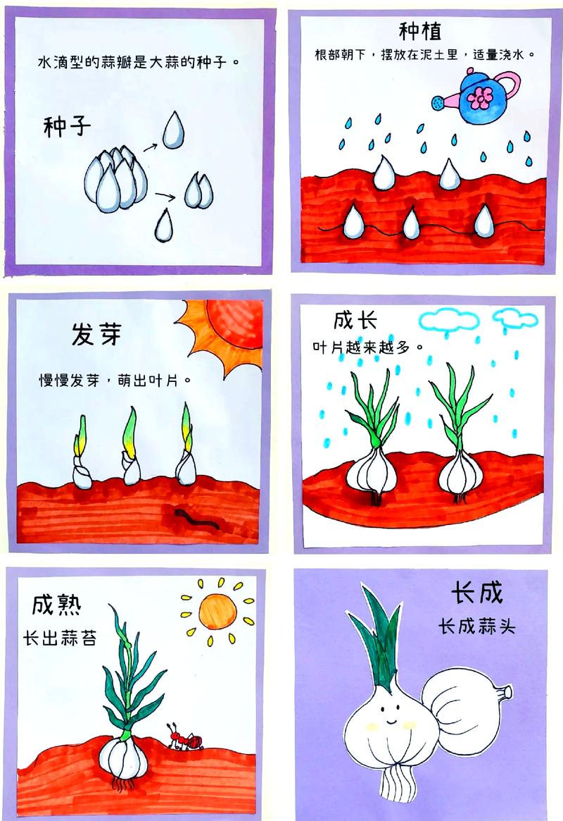 盆栽大蒜怎么种植?从选种到采收的完整技术指南 七、成活注意事项