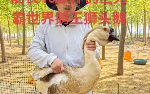 狮头鹅鹅苗怎么才能知道是否纯正？从细节到血统全面鉴别指南