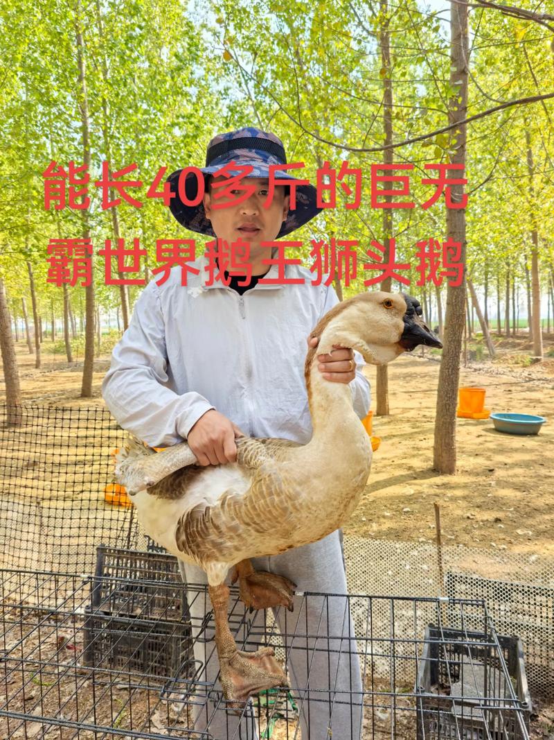 狮头鹅鹅苗怎么才能知道是否纯正?从细节到血统全面鉴别指南 一、外观鉴别:纯正狮头鹅苗的四大特征