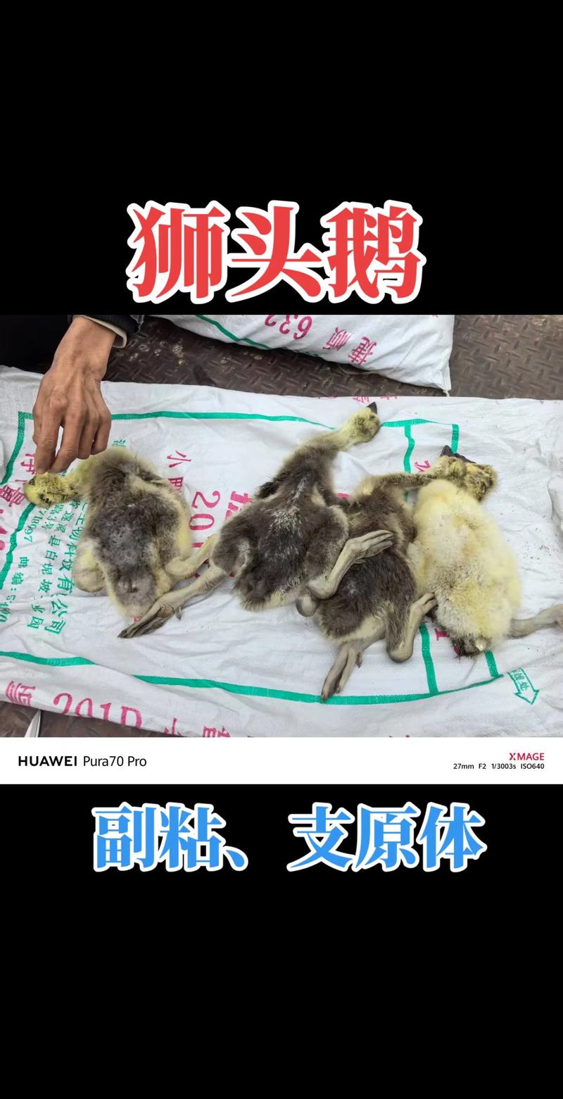 狮头鹅鹅苗怎么才能知道是否纯正?从细节到血统全面鉴别指南 二、来源鉴别:血统证书与养殖场信誉