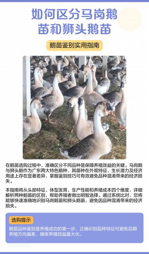 狮头鹅鹅苗怎么才能知道是否纯正?从细节到血统全面鉴别指南 四、总结:三招识别法,让你避开“雷区”