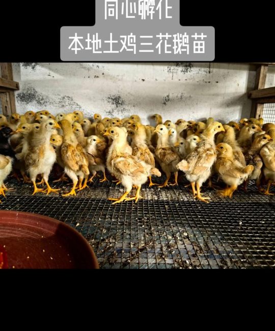 土鸡苗采购渠道深度分析：如何识别优质鸡苗供应商与规避风险