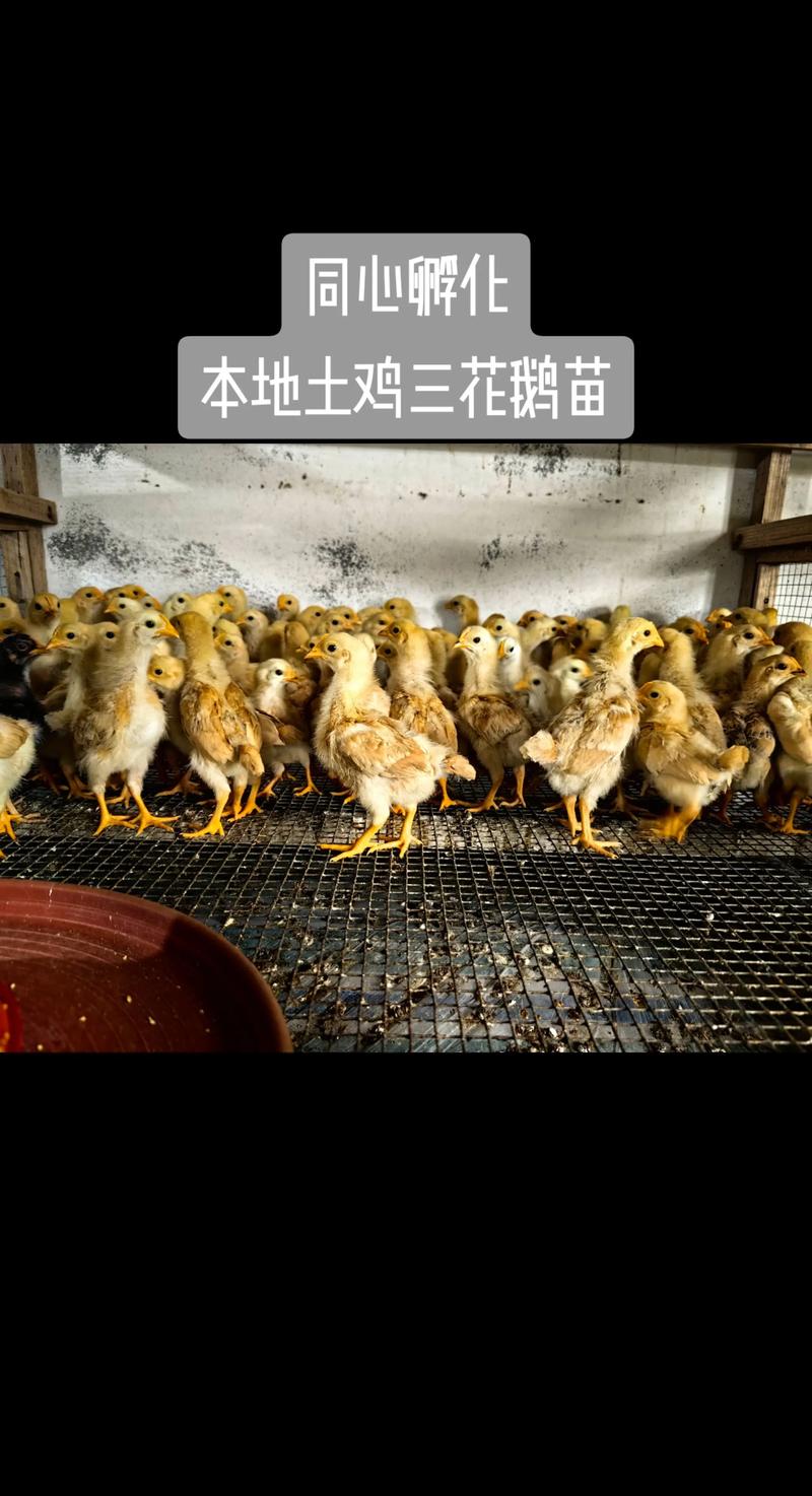 土鸡苗采购渠道深度分析:如何识别优质鸡苗供应商与规避风险 土鸡苗采购渠道深度分析:如何识别优质鸡苗供应商与规避风险