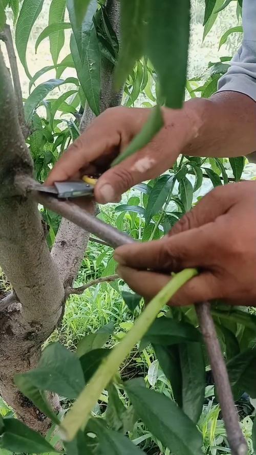 桃树能嫁接什么树?最佳砧木与嫁接技术全攻略 砧木选择:不同品种砧木的适配性分析