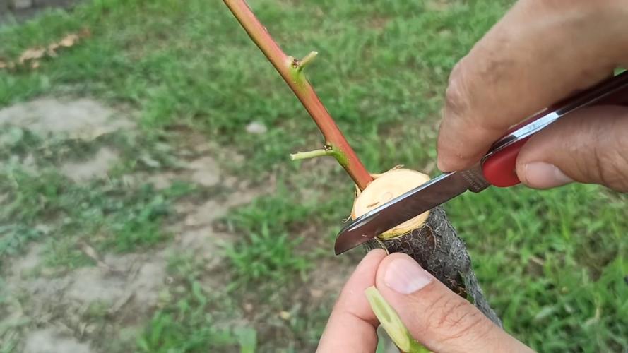 桃树能嫁接什么树?最佳砧木与嫁接技术全攻略 嫁接操作流程:芽接与枝接的具体参数