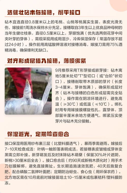 桃树能嫁接什么树?最佳砧木与嫁接技术全攻略 成活率影响因素分析:四个核心维度